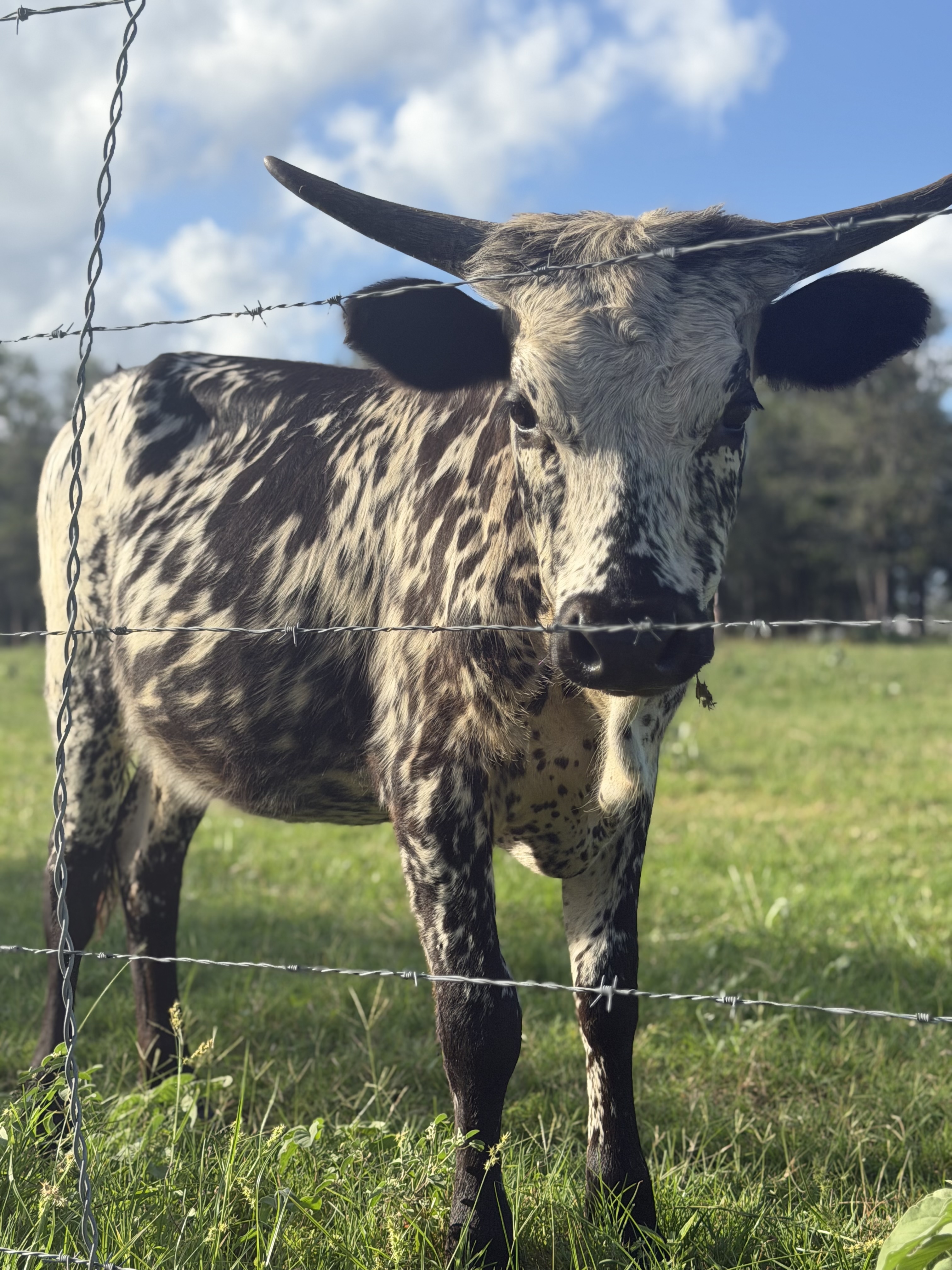 Young Longhorn calf